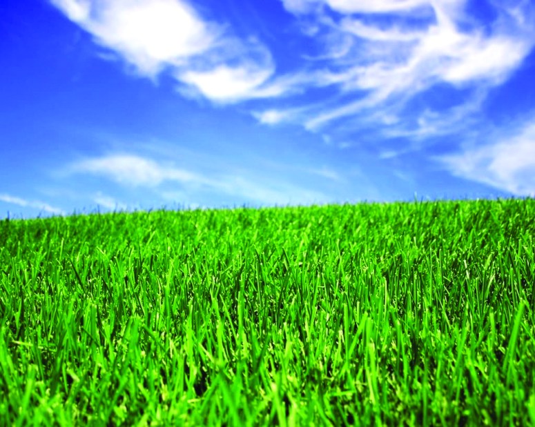 grass-8