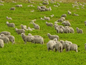 flock-of-sheep