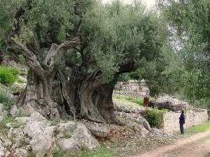 olive-tree-1500yrs