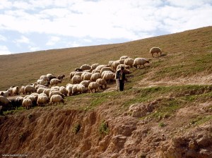 shepherd-in-wilderness